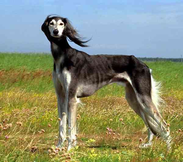 saluki1