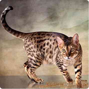 gato bengali
