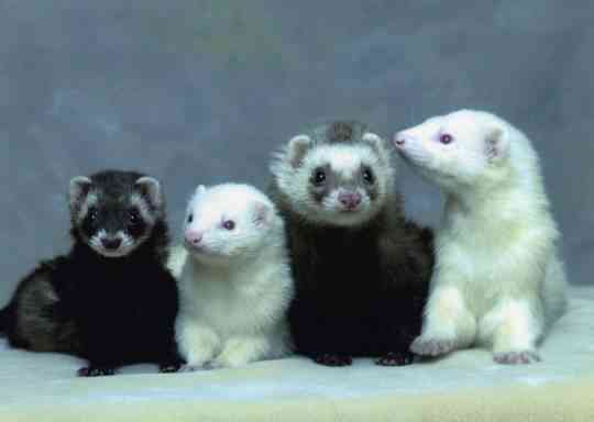 hurones blancos y negros