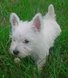 westie2 westie2