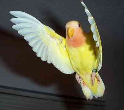 Flight Lutino 2