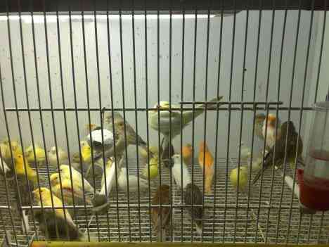 canarios surtidos 24580