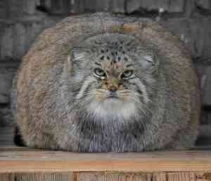 manul