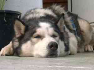 yako1