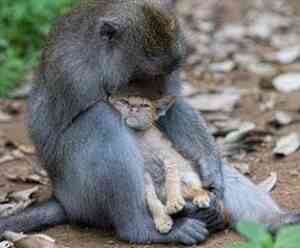 Noticias de Animales 21
