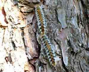 Oruga de Procesionaria3