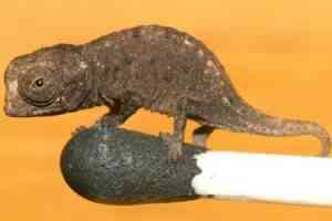 camaleon