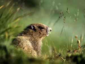 marmota