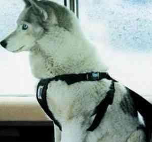 perro