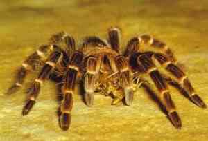 Tarántula