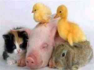 animales