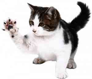 gato1