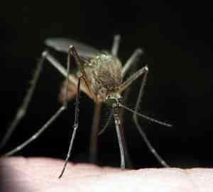 leishmaniasis
