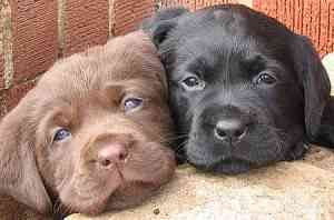 puppies