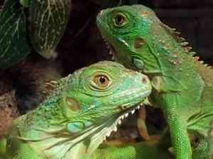 iguanas