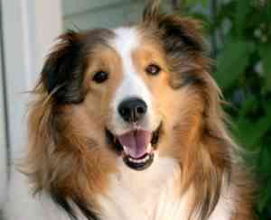 perro