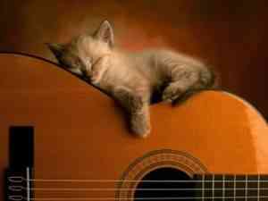 gato guitarra