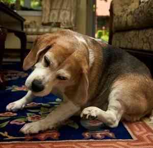 perro2