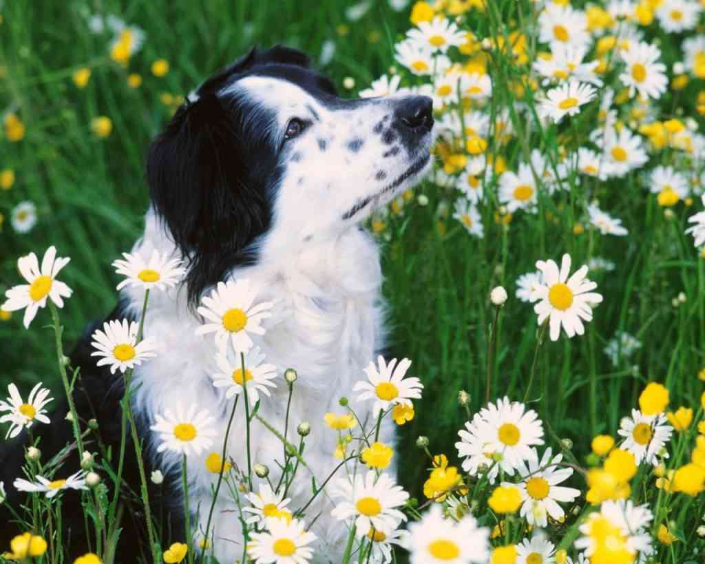 Perros - los peligros del  jardín