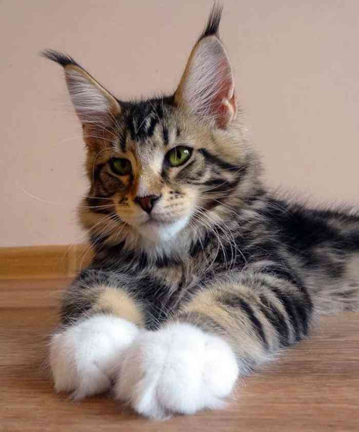 El gato Maine Coon