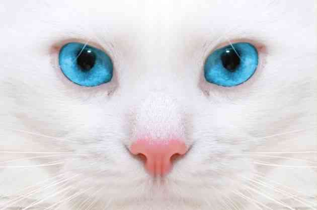 La mirada en los gatos 1 ojos de gato