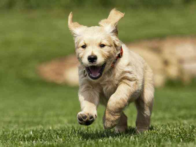 Consejos para evitar que tu perro se escape 1 perro se escapa