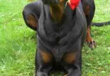 doberman