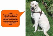 perro guia
