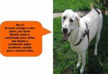 perro guia 05
