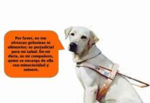 perro guia 06