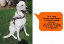 perro guia 08