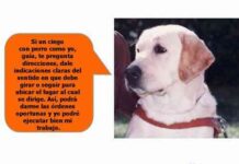 perro guia 10