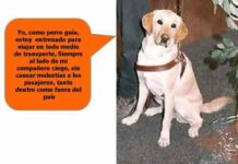 perro guia 13