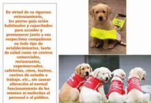 perro guia 14