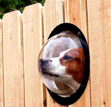 pet peek e1274477598347