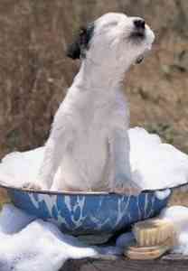 perro3