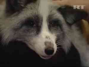 zorro e1276468227185