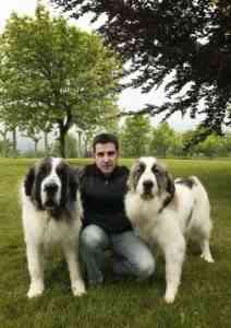 mastin-pirineo mastin pirineo