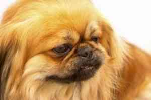 pekines