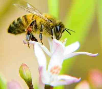abejas picaduras