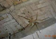 araña camello