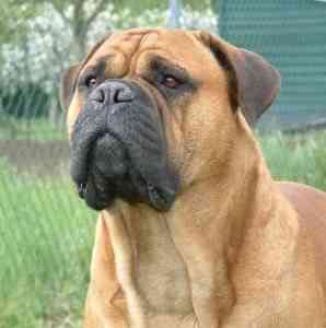bullmastiff