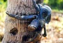 cangrejo de los cocoteros