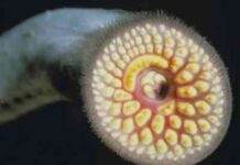 lamprea