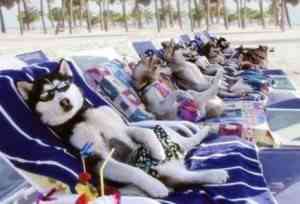 perros vacaciones