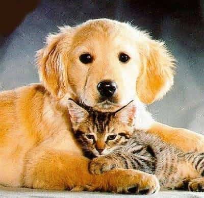 perros y gatos bebes 10849