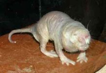 rata topo desnuda
