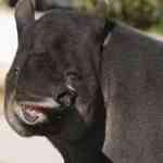 tapir de Baird