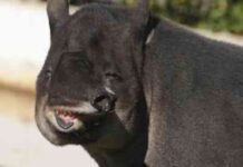 tapir de Baird