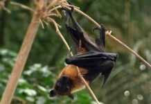 zorro volador gigante